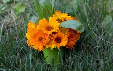 bouquet of calendula on the green grass in the garden top view