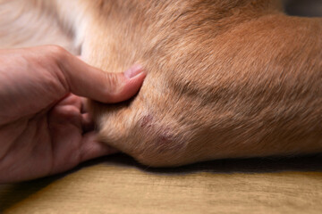 Closeup part of dog body adult Dudley Labrador retriever elbow with redness and dry skin infection from bacteria at vet visit. Dog healthcare and skin allergy concept - obrazy, fototapety, plakaty