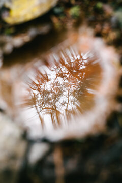 Psychedelic reflection of fractal tree patterns in wet leaf on ground after rain