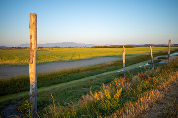 Idyllic scene of unspoiled nature and organic fields of yellow mustard seed in Skagit Valley, Washington state
