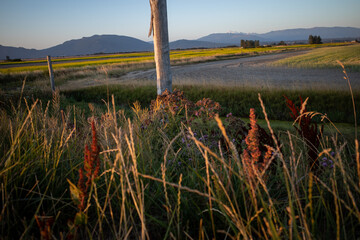 Heavenly scene of unspoiled pristine nature and colorful wildflowers blooming in fields in Skagit Valley, Washington state