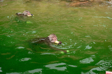 Monkey is swimmimg and eating food from tourist in the reservior.