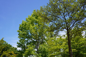 初夏の山梨県の風景
