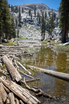 vertical shot of fallen logs in alpine mountains setting in Sequoia National Park