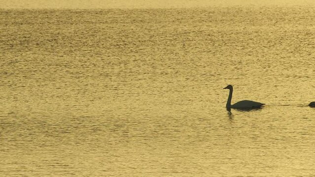朝焼けの水面を泳ぐオオハクチョウ (Whooper swan)