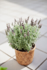 Lavender in a pot on the terrace of apartment. Home decor and interior design. Fragrant aromatic plant. Bee-Friendly plants.