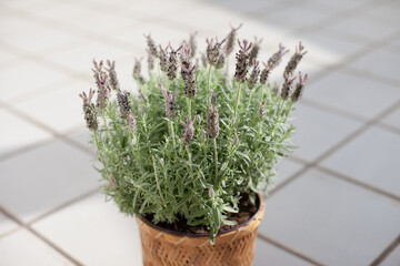 Lavender in a pot on the terrace of apartment. Home decor and interior design. Fragrant aromatic plant. Bee-Friendly plants.