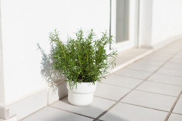Rosemary green plant at terrace at home. Green fragrant aromatic houseplant for spice. Growing food...