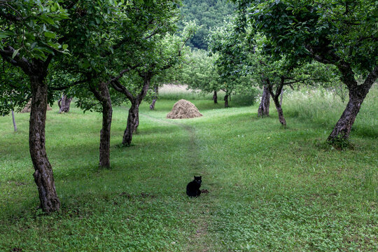 a black cat sits in a forest path of lush greenery
