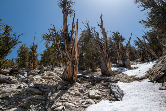 snowy landscape of old gnarled trees in Ancient Bristlecone Pine Forest in Bishop, CA