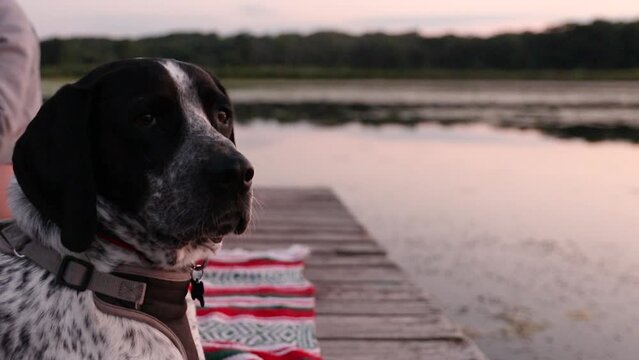 Portrait of German shorthaired pointer dog at calm sunset at a lake.