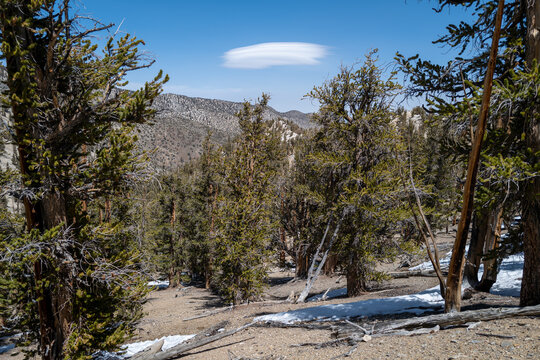A lenticular cloud forms above an alpine range in Ancient Bristlecone Pine Forest, Bishop, CA