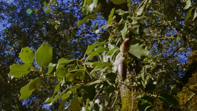 pull back revealing traveling on a stabilized gimbal moving showing the majesty and splendor of the cork trees Aracena field in Huelva with all kinds of trees, cork oaks, rosemary druing daytime