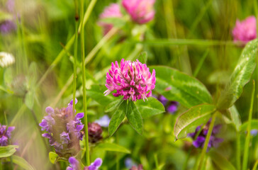 Juicy fresh pink clover in a summer meadow.