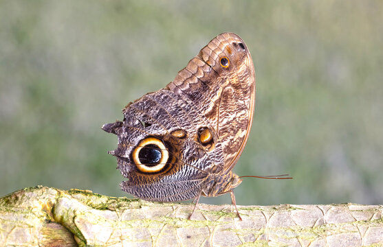 Close-up on a brown butterfly