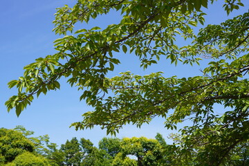 日本の山梨県の郊外の丘の初夏の風景