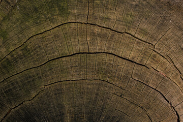 Closeup of surface structure of a wooden cross-section cut of rich oak (Quercus) timber.