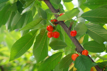 日本の山梨県の郊外の農園で初夏のサクランボ狩り