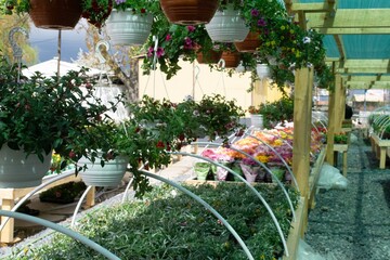 flowers in a garden shop