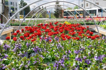 flower plants for selling