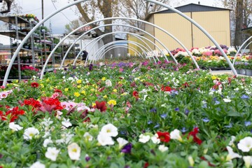 flower shop plants