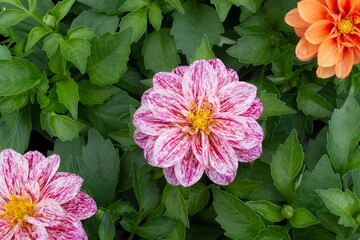 pink and white beautiful dahlia