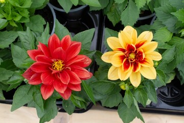 Two beautiful dahlia flower