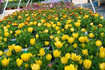 yellow flower shop