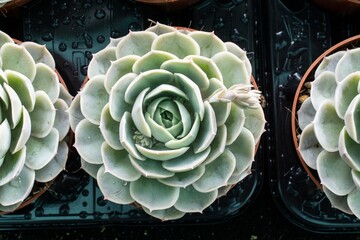 cactus fractal