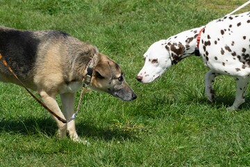 meeting dogs