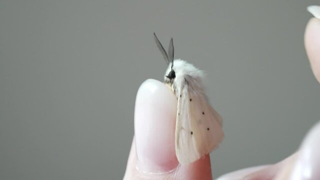An American white butterfly sits on a finger. Female hand stroking hyphantria cunea