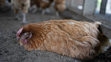Infectious Coryza in laying CHICKEN, layer brown hen.Illness chicken sick with bird flu.