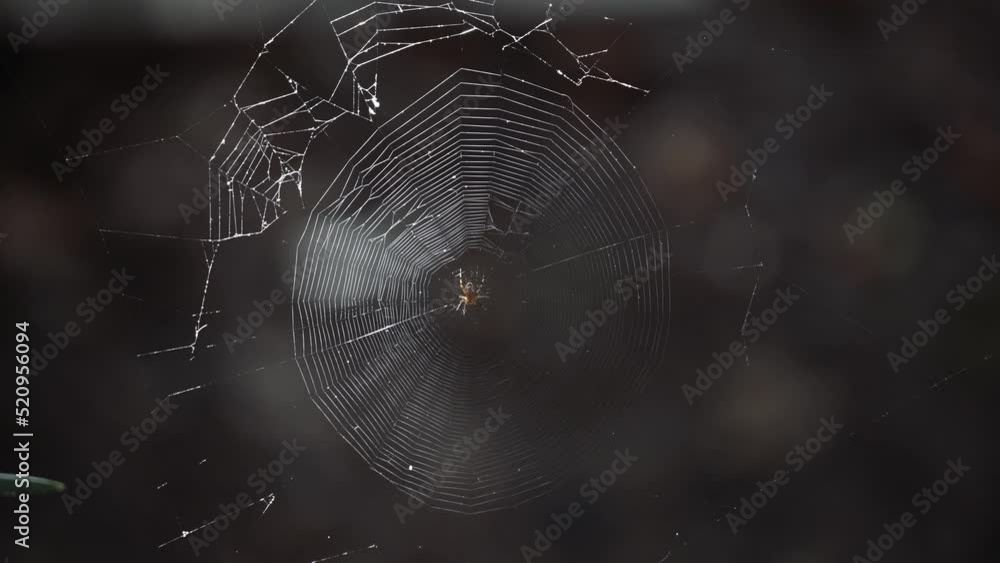 Wall mural the spider on the web is preparing to weave. a web in the wind with a spider