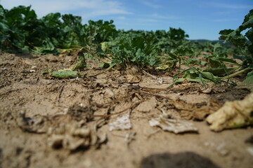 climate change lead to dryness and drought at high temperatures 
