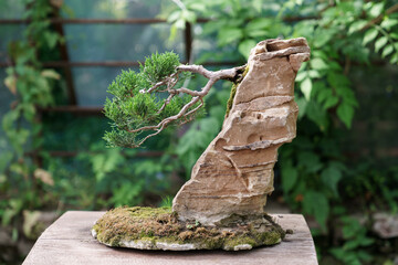 Traditional Japanese bonsai cypress tree with crooked trunk on a rock in plant nursery. Gardening , ikebana, plant lovers, unusual hobby concept