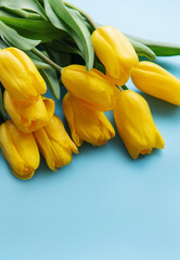 Obraz premium Beautiful yellow tulips on a blue background