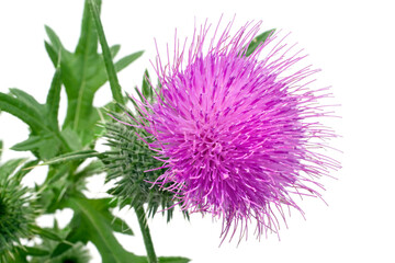 Thistle flower close-up.