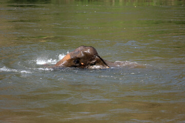 Indian elephant (Elephas maximus indicus) near Kanchanaburi, Thailand taking a bath in the river
