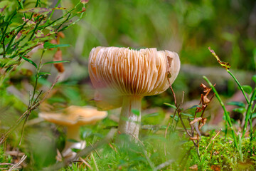 grzyb w lesie, grzyb z bliska,
mushroom in the forest, mushroom close up, sezon na grzyby - obrazy, fototapety, plakaty