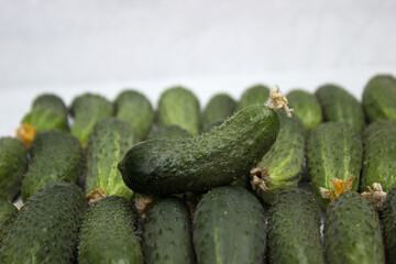 Plucked ripe cucumbers, background. Green healthy vegetables