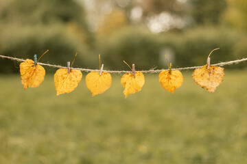 Yellow leaves are hung on a rope - Powered by Adobe
