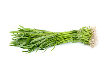 Water Convolvulus isolated on white background.