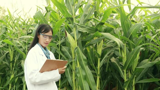 Asian female ecologist or biologist professional in a white dress and glasses inspects genetic the fertile corn crops with determinationrecords corn research clipboard looking at the camera.
