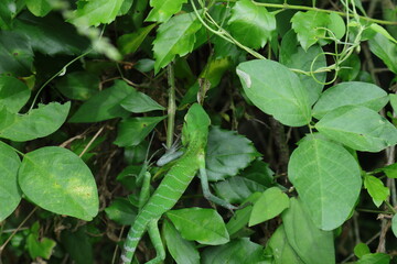 High angle view of a male Common green forest lizard is walking on top of a plant head