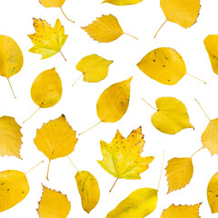 seamless pattern of single isolated on a white background different autumn  leaves. yellow pattern. Autumn leaf fall.  Design element.
