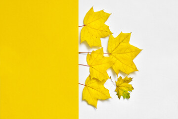 yellow autumn maple leaves on white and yellow background. Fall composition