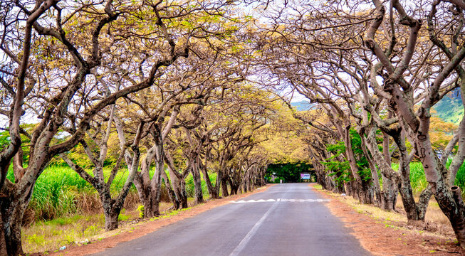 Alley With Bare Trees In A Tropical Island.