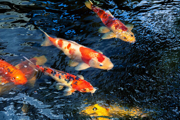 Koi carps during feedingkoi carps during feeding, top view