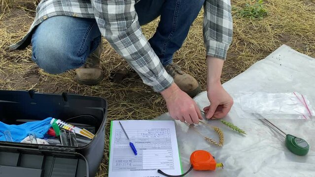 Closeup male agronomy specialist examining wheat grain ears, measuring spica with ruler, taking notes in sampling information sheet at agricultural field at morning. Farmer checking quality of crops