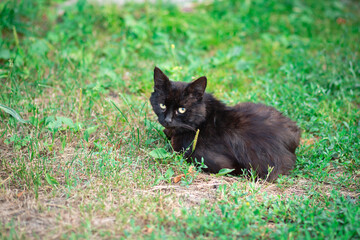 Naklejka na ściany i meble A black cat is sitting on a grass looking at the camera. Homeless animals on the streets
